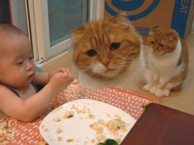 想吃，但貓貓不說！端坐「哀怨」望寶寶邊吃邊玩ㅠㅠ