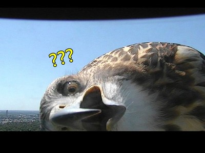 歪頭張大嘴「好奇老鷹」，你絕對沒看過大鳥這麼萌！