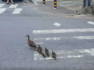 母鴨帶小鴨搬家　突然一個加速...過馬路啦！