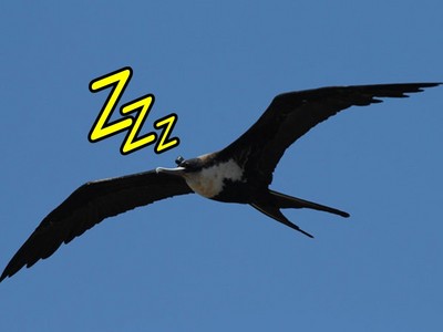海鳥「一邊睡覺一邊飛行」？閉上眼睛能飛三天三夜！