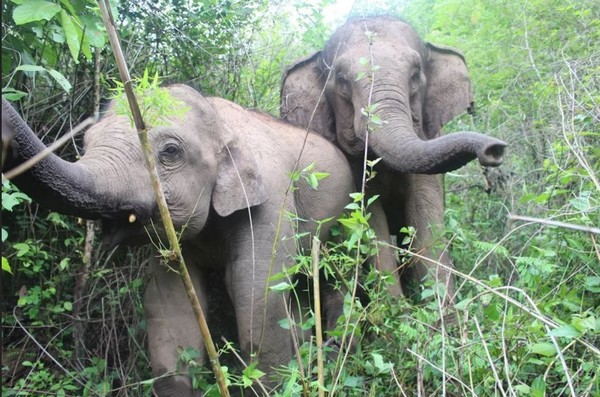 泰國小象2歲失去母親 多年努力終走出陰霾！ | 文章內置圖片