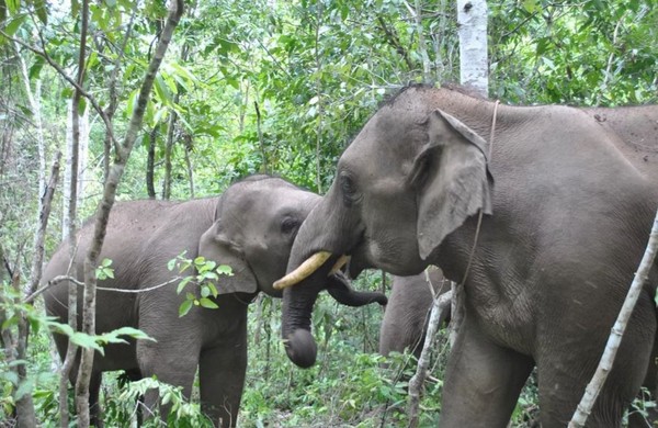 泰國小象2歲失去母親 多年努力終走出陰霾！ | 文章內置圖片