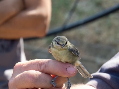 鳥類害怕與其它生物共處？牠們其實很像都市人