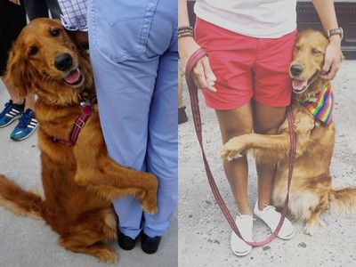 紐約最萌HUG！黃金獵犬街頭上演「抱大腿」療癒你的♡