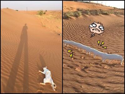 日阿聯姻生活超有趣：沙漠當後院、路邊發現詭異生物