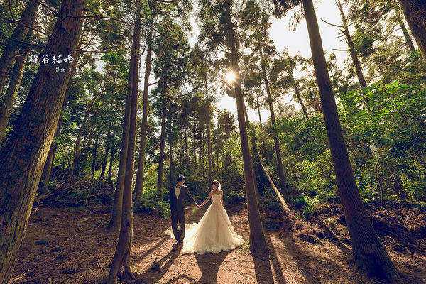森林系婚纱照图片_森林婚纱照(3)