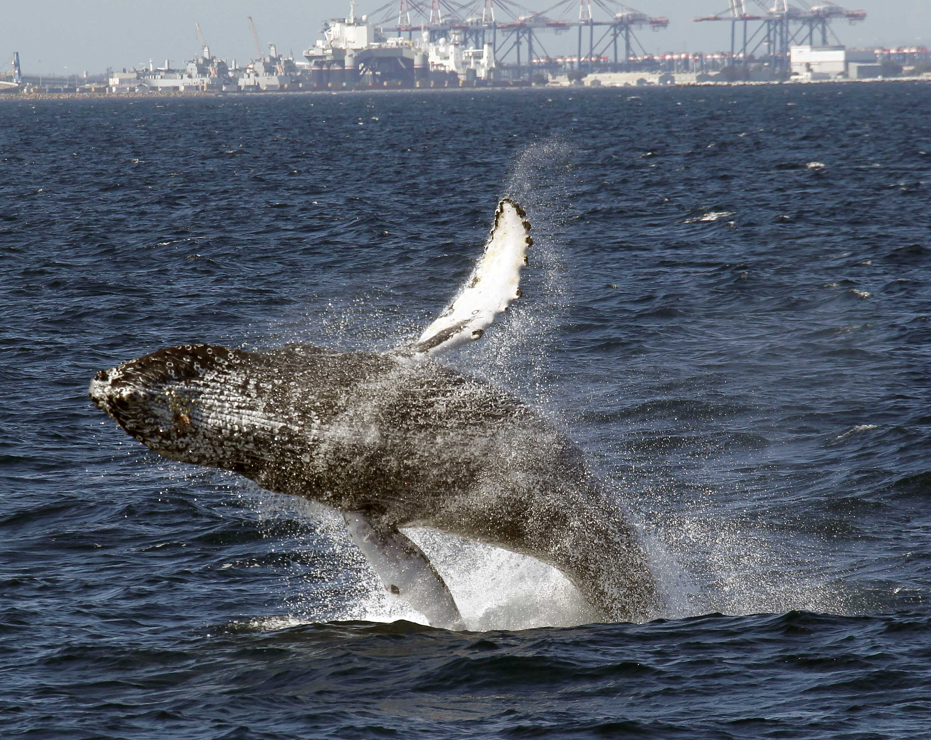 座頭鯨以獨特叫聲、以及超長前翅聞名於世。躍出水面時非常壯觀。（圖／達志影像／美聯社）