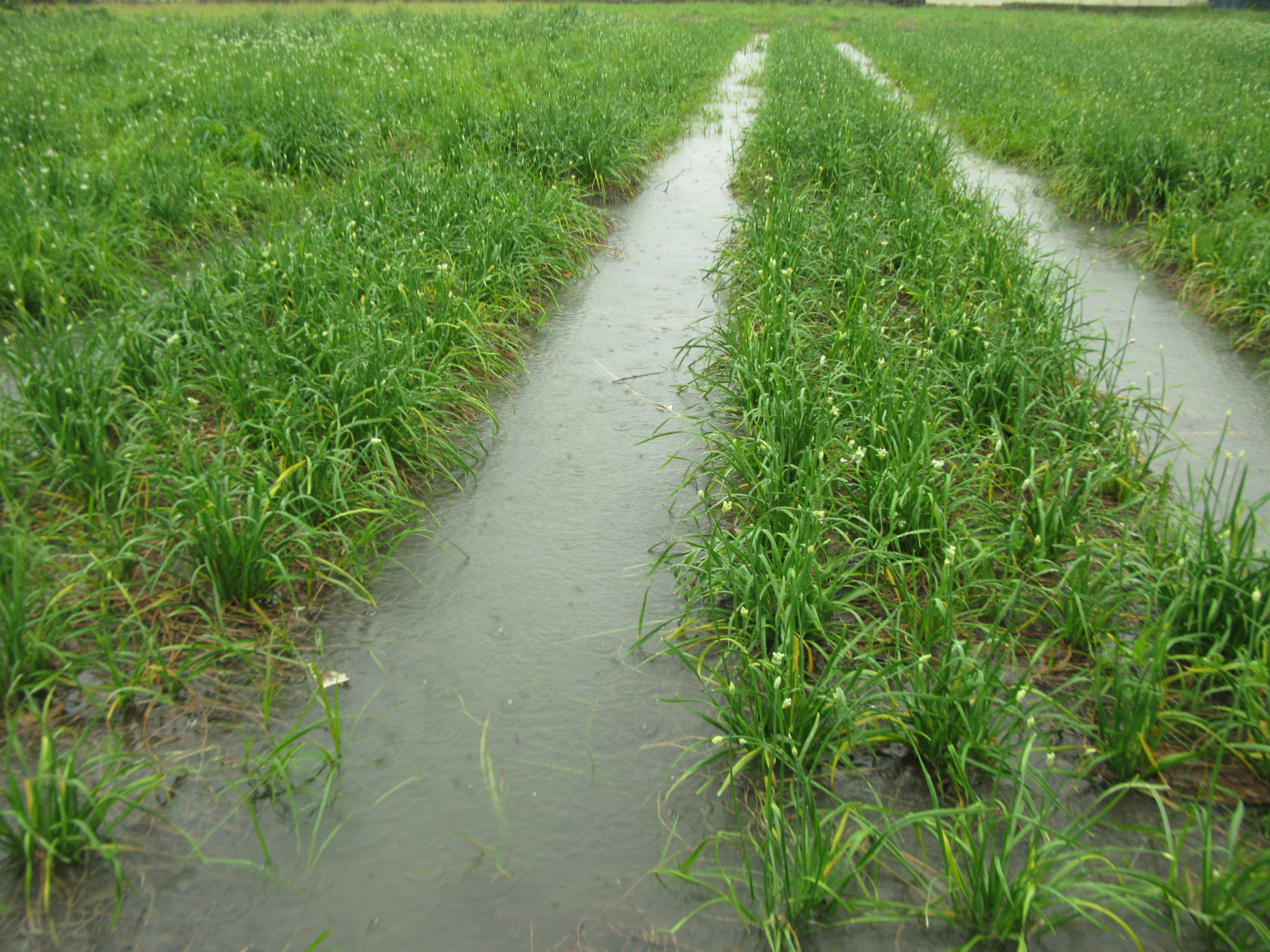 連日豪雨造成花蓮地區農損嚴重(圖/花蓮農改場提供)