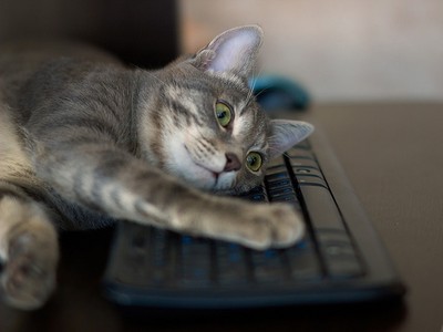 【搞笑諾貝爾】防貓踩鍵盤程式，貓奴們都需要裝一個！