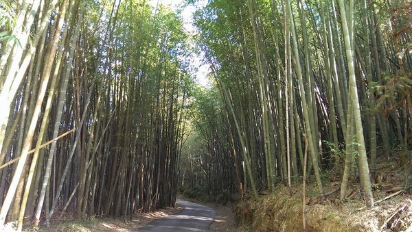 嘉義梅山鄉瑞里綠色隧道（圖／翻攝自螢火蟲的家 若蘭生態村粉絲專頁）