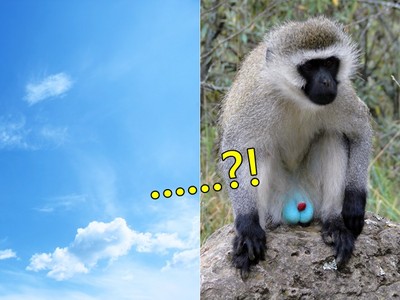颱風天好討厭，來看你會不會分辨「藍天vs.猴子蛋蛋」