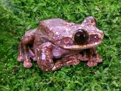 最後一隻「巧克力火腿蛙」，學者賣力搶救仍滅絕
