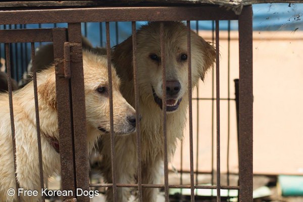 不想養狗，賣到狗肉農場。（圖／翻攝自Humane Society International）