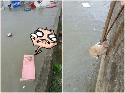 芙蓉颱風重創南韓，小貓咪無助漂在水中...直到暖心人出手