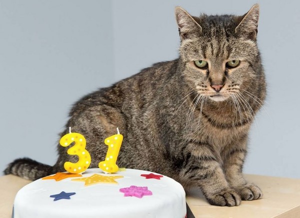 霸氣貓主子慶31歲生日　長壽秘訣竟是「把主人當奴才」。（圖／翻攝自「Westway Veterinary Group」臉書）
