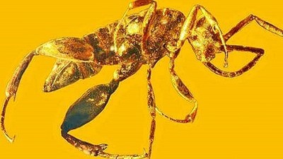 億年前異形「惡夢黃蜂」出土，原來《獵人》嵌合蟻是真的！