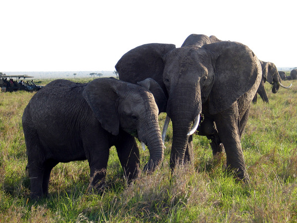 肯亞「馬賽馬拉自然保護區(Maasai Mara)」，傳出比利時觀光客被大象踩死消息。（圖／達志影像／美聯社）
