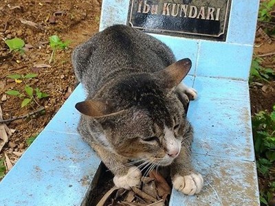 印尼傷心守墓貓，飼主過世後牠在墳前度過每一天