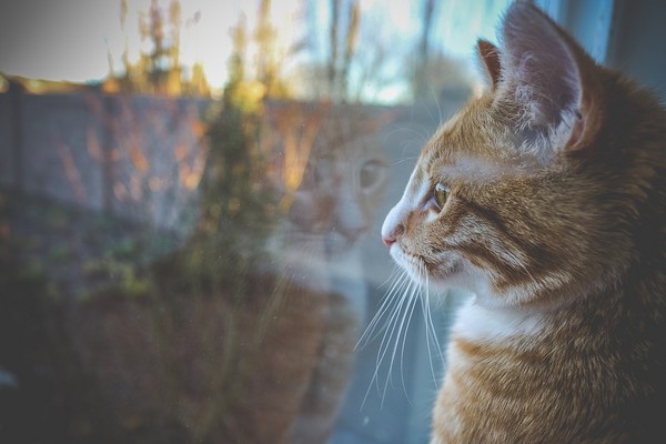 许多猫咪爱趴在窗边看风景,看飞舞小鸟,路过的人车.