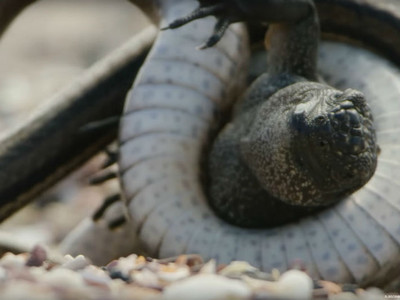 綠鬣蜥寶寶勇闖沙蛇木人陣　跌倒被纏住脖子…牠能逃出嗎？