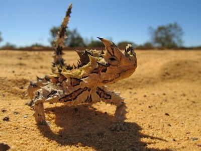 沙漠魔物「仙人掌龍蜥」，荊棘皮膚能榨乾沙中水份