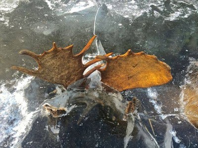 冰面浮現詭異犄角..那是兩隻鹿打到斷氣冰封、深埋水下