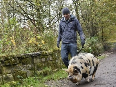 養豬比你想的難，在英國要先辦「沒其他豬走這裡散步證」