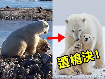 北極熊「萌影片」背後慘忍真相：人類餵食害死熊全家