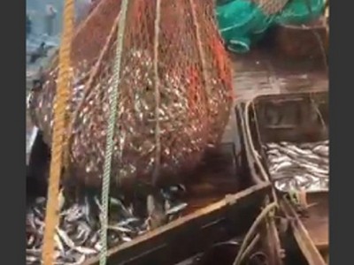 海象溜進捕魚網被撈上船，現在全甲板都是牠糧倉