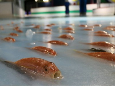 恐怖！福岡溜冰場埋5000魚屍，「破冰半顆頭」盯著你看