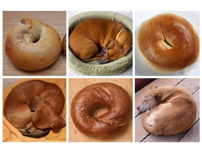 眼力大考驗～8張「萌犬vs食物」對比照，你找得出狗狗在哪嗎？