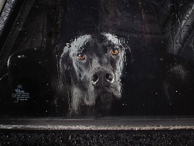 我被拋棄了嗎？飼主們都該看看，車窗內狗狗那張無助的臉