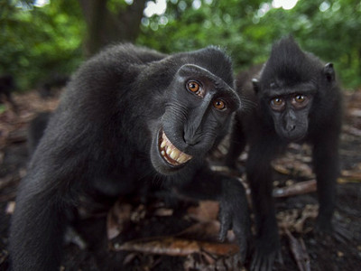世上第二快樂的動物！黑冠獼猴每張照片都「露齒憨笑」❤