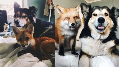 一起長大的「動物青梅竹馬」　18張照片讓你相信友情跨越物種