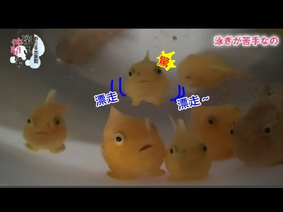 明明是魚卻不會游泳　日本憨臉「氣球魚」根本被造物主Kuso慘了