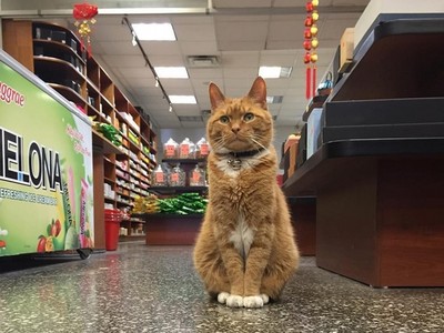 9年來巡視商場沒放假..牠是曾經流浪的貓店長！