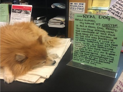 狗狗霸佔櫃台睡整天，書店崩潰公告：係金欸啦！不是玩具～