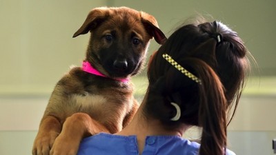 你願意嗎？300萬「完美復活」逝去愛犬，韓研究機構開放申請複製狗