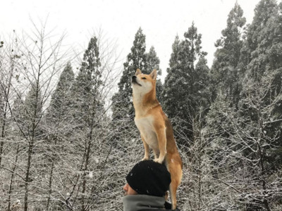 什麼東西都站得上！萌柴在主人頭頂瞇眼看雪，這濃濃禪意怎麼回事