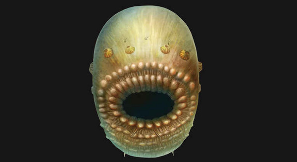 科学家发现最古老人类祖先 有嘴无肛门「吃+排