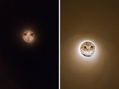 把貓咪送上月亮！聰明人才拍得出的「喵星人滿月」