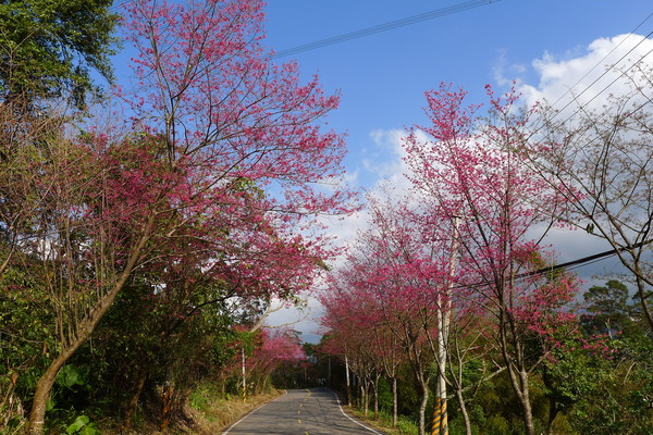 北橫櫻花季（圖／桃園市政府提供）