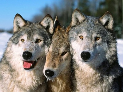 「狼的擁抱」毛絨絨！美國攝影師捕捉月月最溫馨畫面