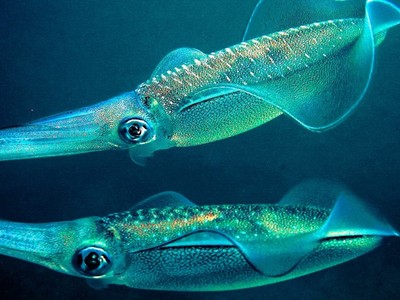 台學者破解「魷魚語言」！14種螢光如字母　變體色是與伙伴溝通