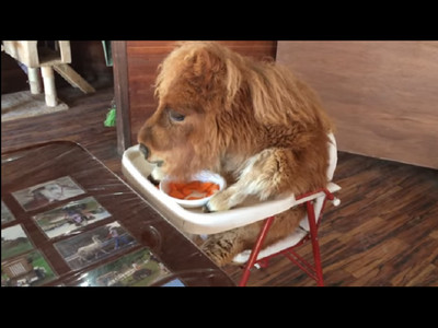 迷你馬坐嬰兒椅上用碗吃飯飯！根本把馬當人在養啊