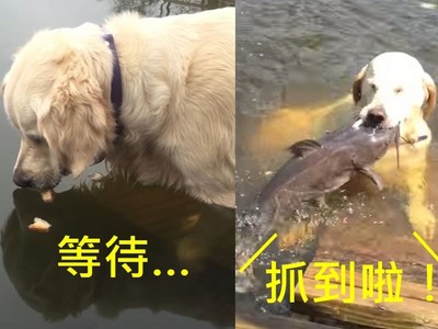 幫自己加菜！黃金獵犬用麵包屑當餌　不只釣魚還釣烏龜