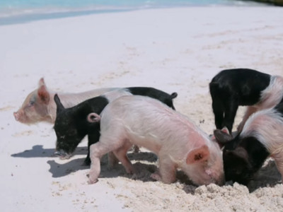 加勒比海秘境「豬豬島」被遊客玩爛..地上躺著曾經快樂的小豬屍體