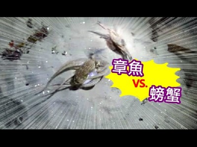 章魚vs.螃蟹激烈大戰！正以為章魚要贏了..卻被海豹一口吃掉