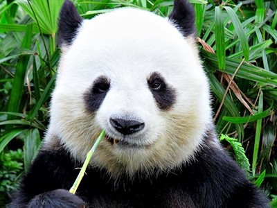 為什麼熊貓是黑白？專家解密：嚇唬敵人專用「霸王色」
