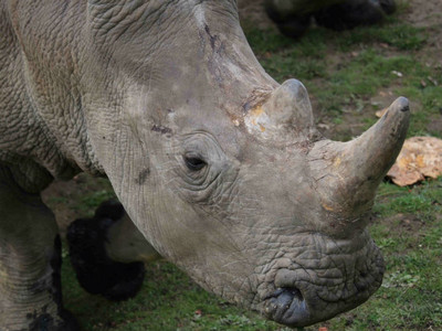 21頭白犀牛全面鋸角　唯一繁殖成功的動物園：這樣才能救牠們